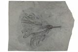 Crinoid (Dendrocrinus) Fossil - Rochester Shale, New York #197397-1